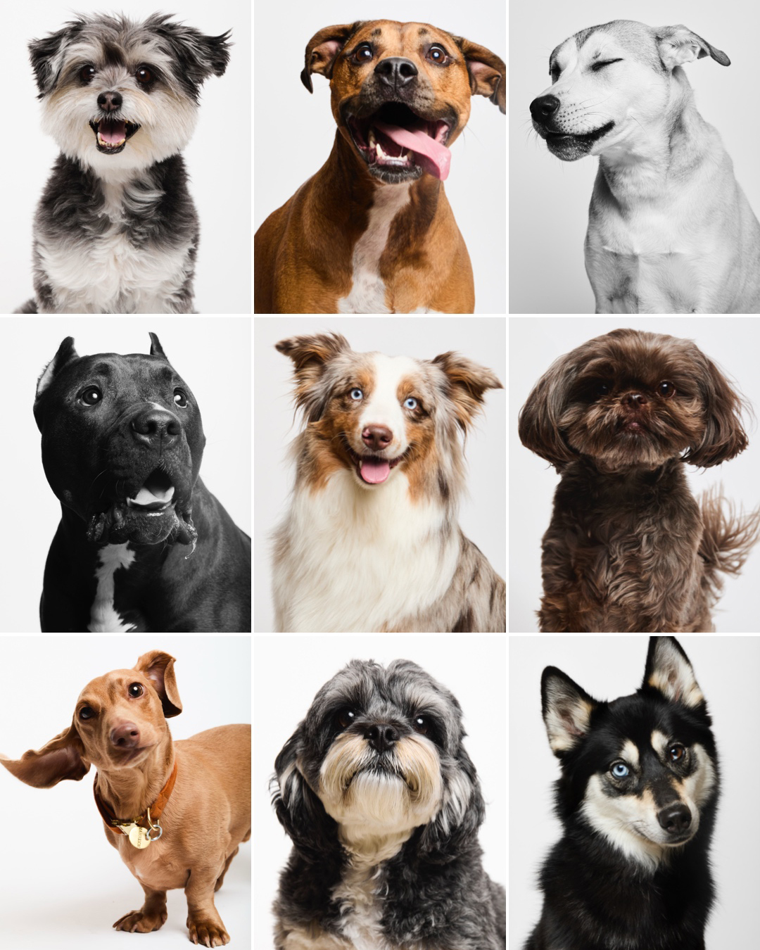 Vanity Fur Studio paw pup event portraits