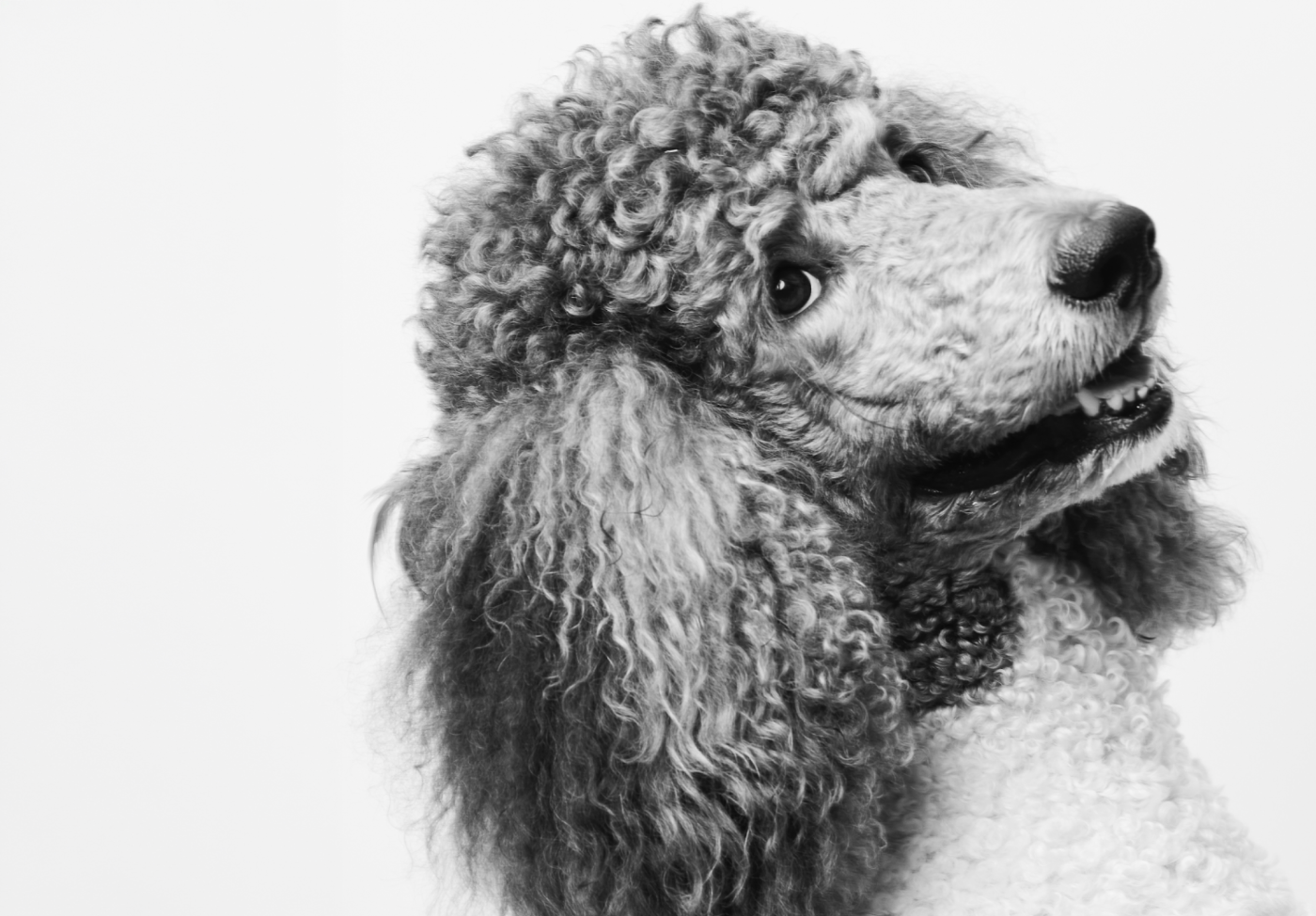 Studio poodle portrait by Vanity Fur
