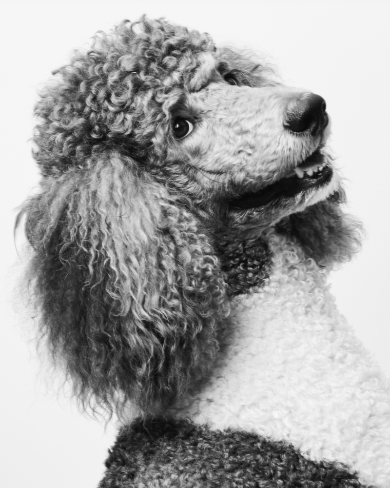 Studio poodle portrait by Vanity Fur