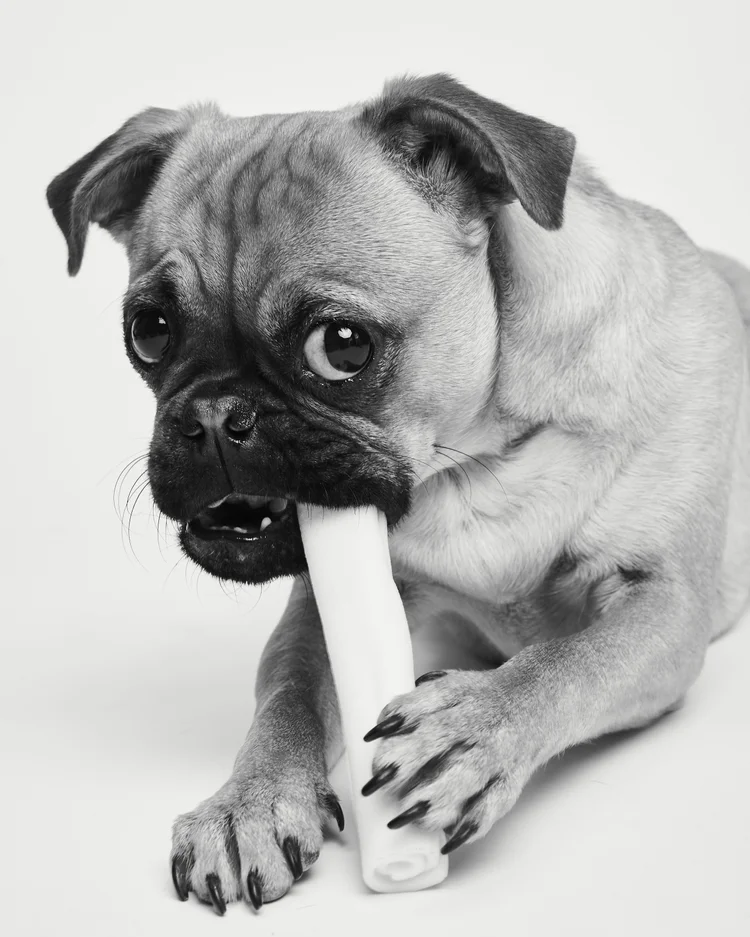 Single dog portrait — Minimalist session
