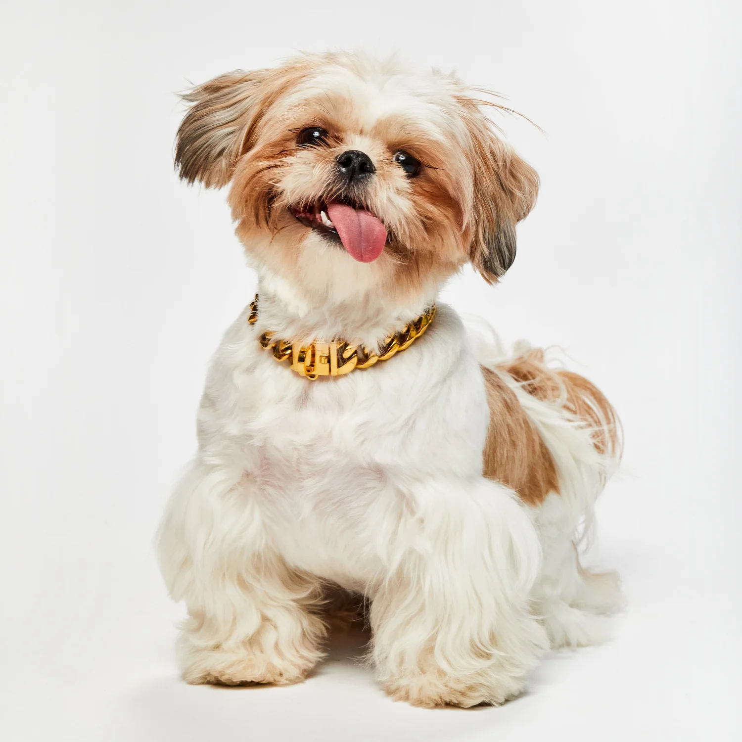 Shih tzu portrait by Vanity Fur