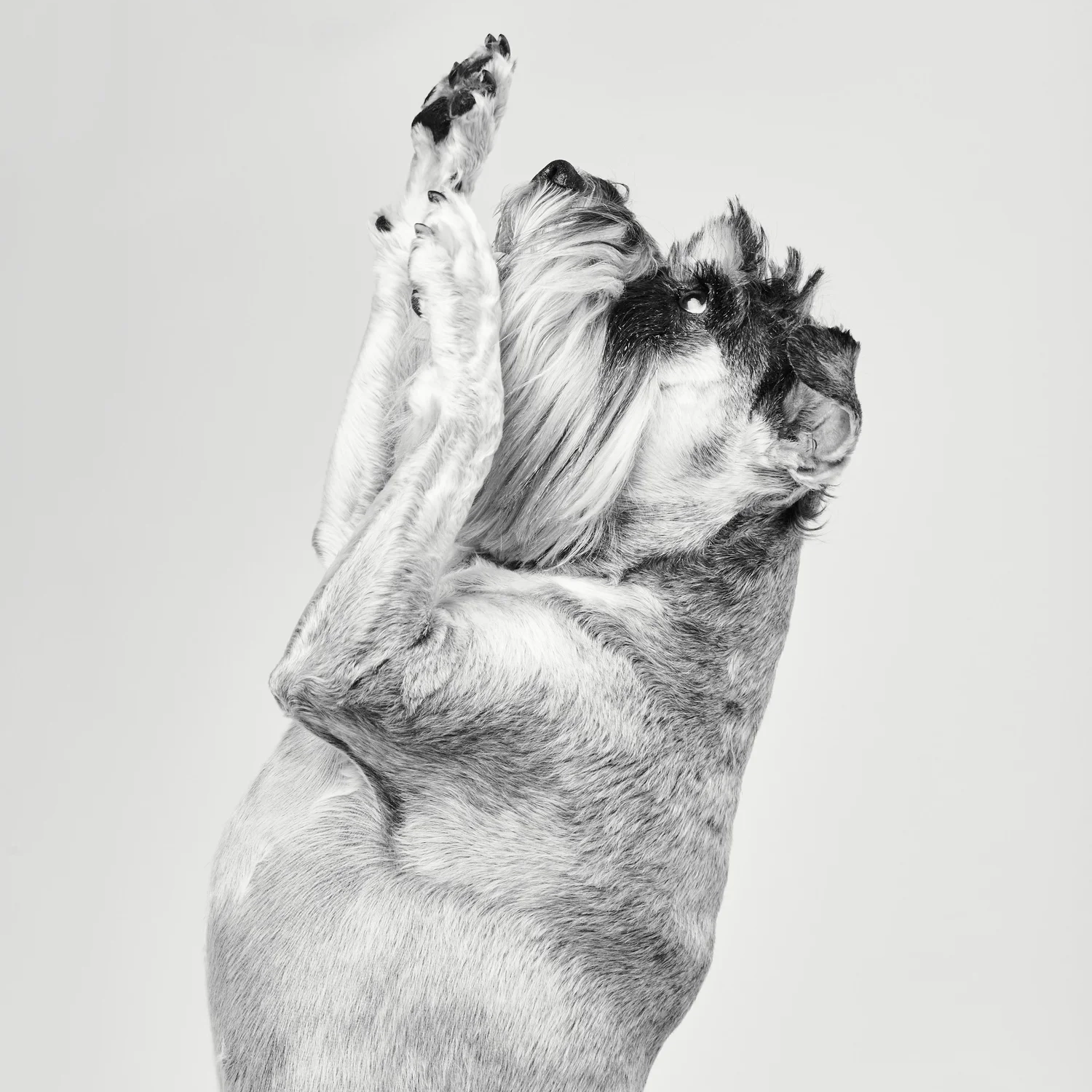 Paw Pups portrait session